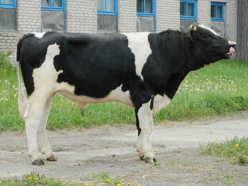 Коровы краснодарский край авито